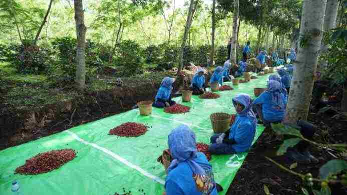 Produksi Kopi PTPN IV PalmCo Melonjak 225 Persen