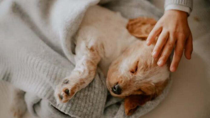 Tanda Tanda Anjing Perlu Dibawa ke Dokter Hewan