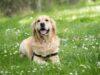 Anjing Labrador