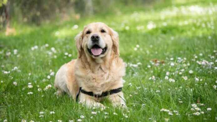 Anjing Labrador
