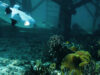 Bathymetry Survey dengan ROV Cara Memetakan Dasar Perairan Secara Akurat