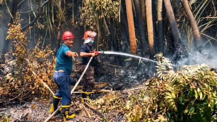 Antisipasi Karhutla Holding perkebunan Nusantara melalui PTPN IV PalmCo Perkuat Deteksi Dini dan Patroli di Sumatera Kalimantan