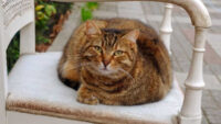 Cara Merawat Kucing Kampung agar Sehat, Aktif dan Gemuk