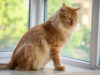 Unicharm Pet Indonesia