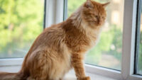 10 Jenis Kucing Besar yang Bisa Dipelihara di Rumah