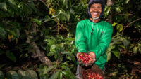 Kebun Kopi Ijen, Warisan yang Terus Menghidupi