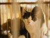 Unicharm Pet Indonesia
