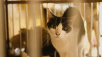 Panduan Membersihkan Kandang Kucing Dengan Benar