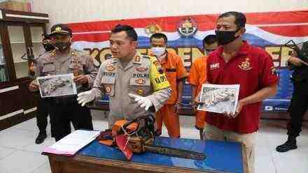 Kayu Perhutani Dicuri, Akibatnya 3 Tersangka ini Ditangkap Polres Kebumen