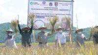 Jakarta Governor Anies Baswedan Harvest Rice in Cilacap