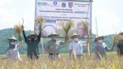 Jakarta Governor Anies Baswedan Harvest Rice in Cilacap