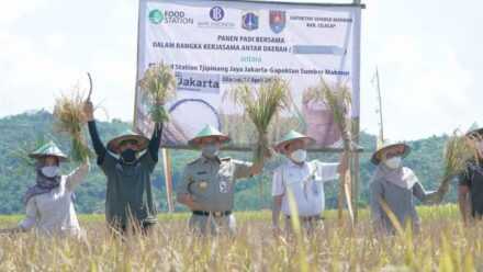 Jakarta Governor Anies Baswedan Harvest Rice in Cilacap
