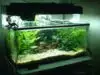 Aquarium Hias