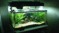 Peluang Usaha Aquarium Hias di Purbalingga