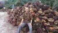 Petani Sawit Mulai Bergairah Kembali