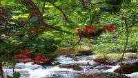 Kisah Hutan Larangan di Dayeuhluhur Cilacap