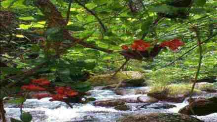 Di Dayeuhluhur Ujung Kulon Cilacap ada Hutan Larangan