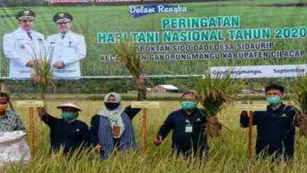Meski Langganan Rob, Petani di Desa Sidaurip Gandrungmangu Kini Bisa Panen Raya