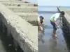 Viral, Ikan Terdampar di Bibir Pantai Teluk Penyu Cilacap