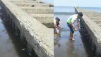 Viral, Ikan Terdampar di Bibir Pantai Teluk Penyu Cilacap
