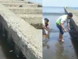 Viral, Ikan Terdampar di Bibir Pantai Teluk Penyu Cilacap