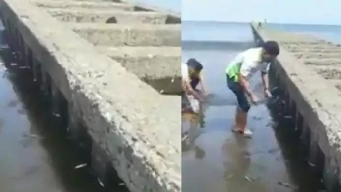 Tangkapan Layar Video Ikan Terdampar di Teluk Penyu Cilacap