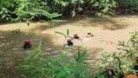 Bayi Berusia 2 Tahun Tenggelam di Saluran Irigasi, Desa Pekaja Kalibagor Banyumas