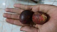 Kelezatan Buah Matoa Rasa Durian