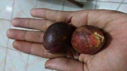 Kelezatan Buah Matoa Rasa Durian
