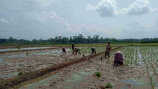 Antisipasi Kelangkaan Pupuk, Petani di Purbalingga Gunakan Air Kencing Kelinci