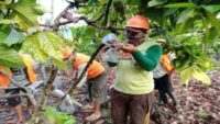 Improve Quality and Protect from Pest Attack, Even Cocoa Wear a Mask