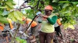 Improve Quality and Protect from Pest Attack, Even Cocoa Wear a Mask
