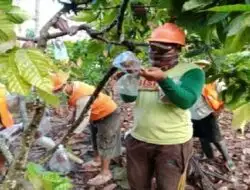 Improve Quality and Protect from Pest Attack, Even Cocoa Wear a Mask