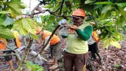 Improve Quality and Protect from Pest Attack, Even Cocoa Wear a Mask