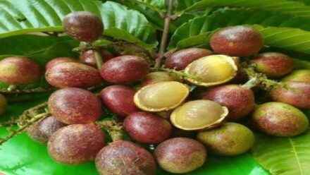 Buah Matoa, Tumbuhan Asli Papua