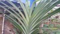 Daun Pandan Wangi Kaya Manfaat