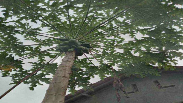 ilustrasi pohon Pepaya