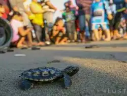 Pertamina Lanjutkan Program Konservasi Penyu di Pesisir Pantai Selatan Cilacap