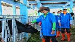 Mentan Syahrul Tinjau Proses Inseminasi Buatan dan Transfer Embrio Sapi Lokal dan Impor di Bogor