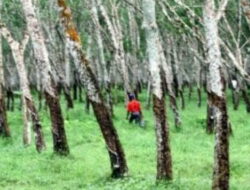 Kisah Kelam Wilayah yang Dijuluki Tanah Kafir di Cipari Cilacap