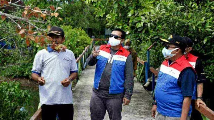 menilik mangrove berguguran di laguna segara anakan
