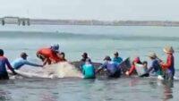 Terjerat Jaring, KKP bersama Nelayan Selamatkan Hiu Paus di Perairan Cilacap