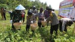 Kapolres Cilacap Turun dan Panen Kacang Hijau di Alangamba Binangun