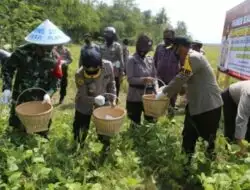 Kapolres Cilacap Turun dan Panen Kacang Hijau di Alangamba Binangun