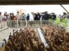 peternakan bebek di Karanganyar Jawa Tengah