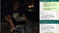 2 Buaya Anakan di Cilacap Tertangkap Warga Kawunganten dan Kampung Laut