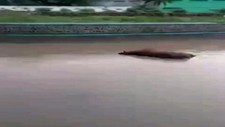 Heboh, Seekor Sapi di Jombang Mati dan Ngambang di Saluran Irigasi