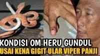Viral, Heru Gundul di Patok Ular Viper, Panji Panik, Ealah Heru Malah Cekikikan