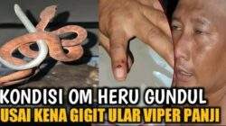 Viral, Heru Gundul di Patok Ular Viper, Panji Panik, Ealah Heru Malah Cekikikan