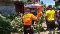 Hujan Deras Disertai Angin Kencang Sebabkan Beberapa Rumah di Kesugihan Tertimpa Pohon Tumbang